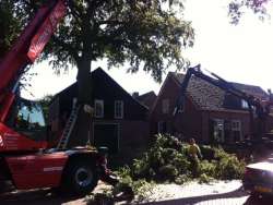 Rooien van een dikke beukenboom in Helvoirt